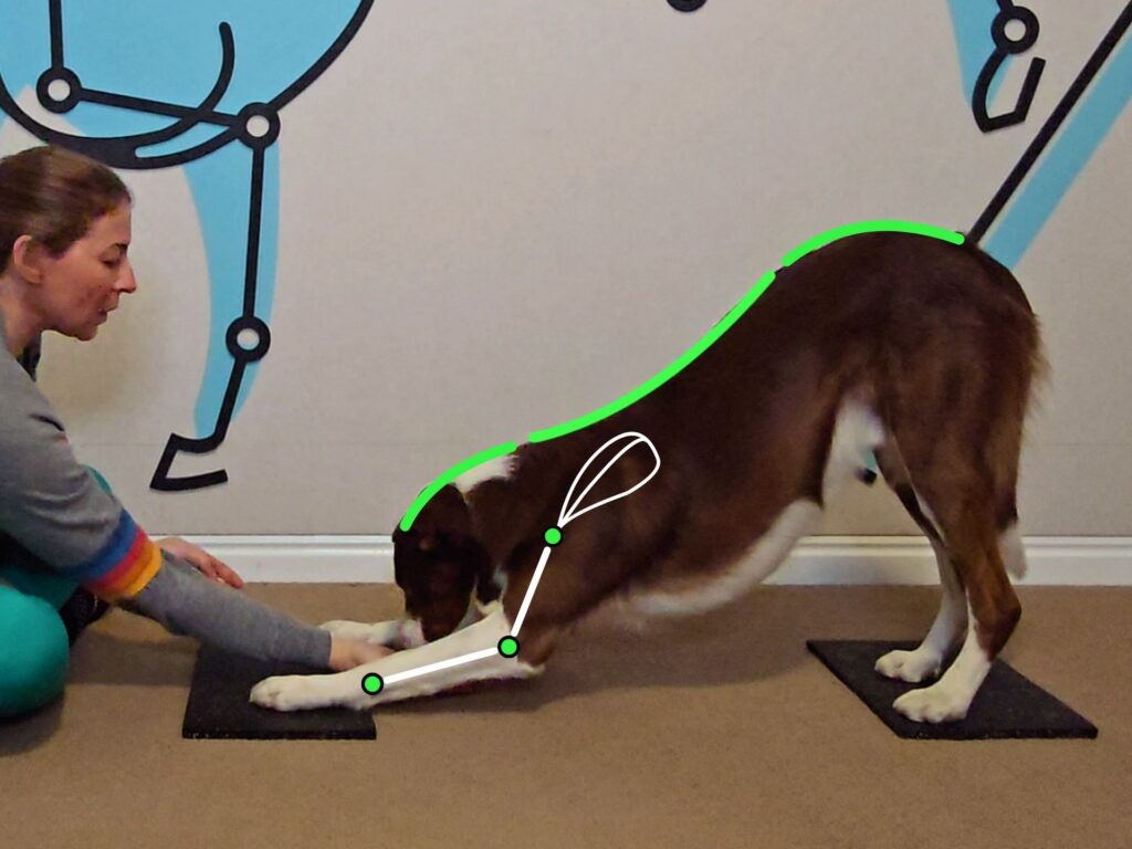 Bow for conditioning purposes includes shoulder aligning behind the elbow, elbows remaining lifted, and full articulation from spine flexion to spine extension.