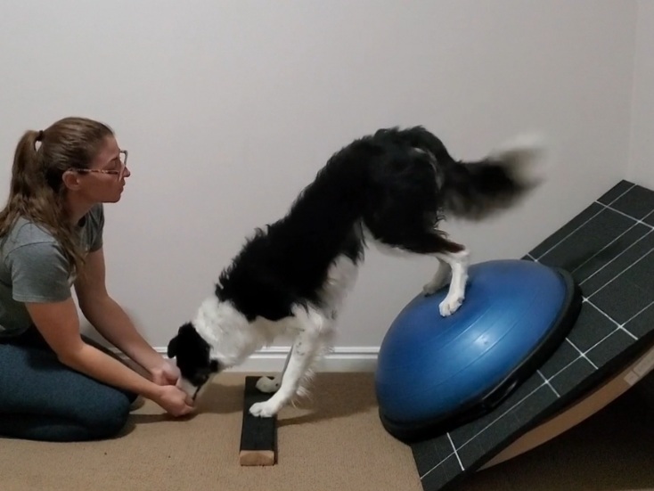 Bordercollie executing Butt Up stand, front feet on the ground, rear feet on an angled BOSU Ball