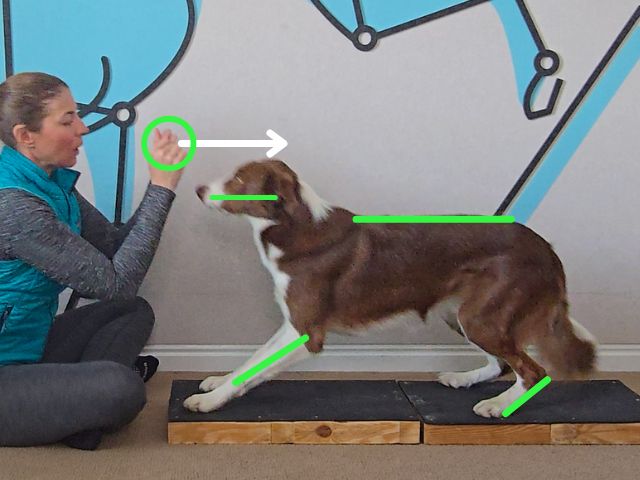 Canine Conditioning Coach Fold Back Down