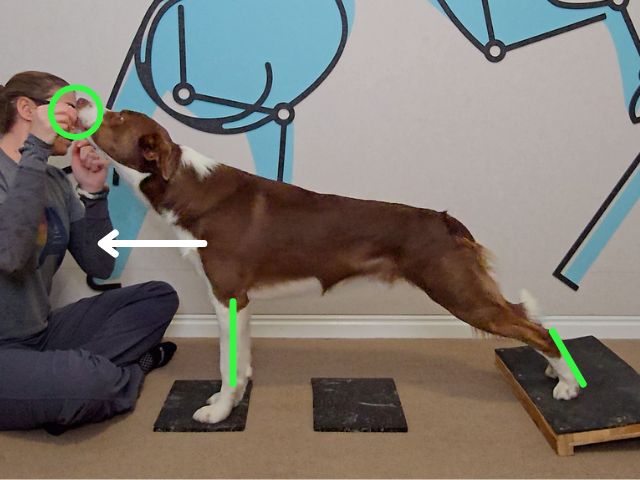 Canine Conditioning Coach Plank: Beginner