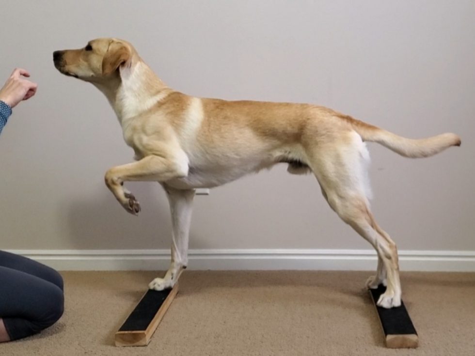 Independent Front Leg LiftTutorial » Canine Conditioning Coach