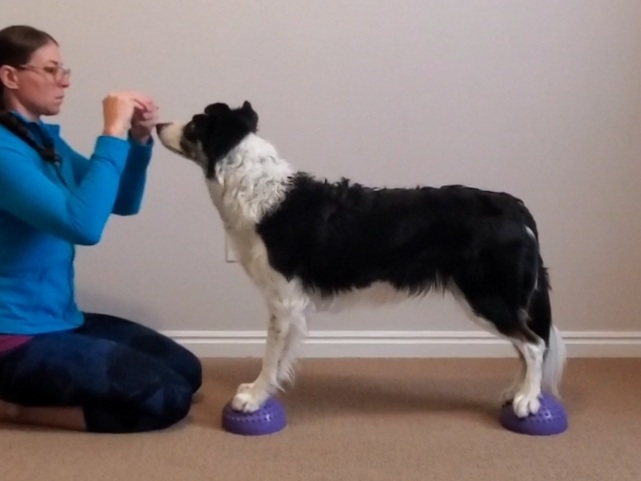 Adducted Stand: Expert. Border Collie with front and rear limbs adducted on a a single PawPod each.
