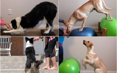 Canine Conditioning: Quick Canine Workout