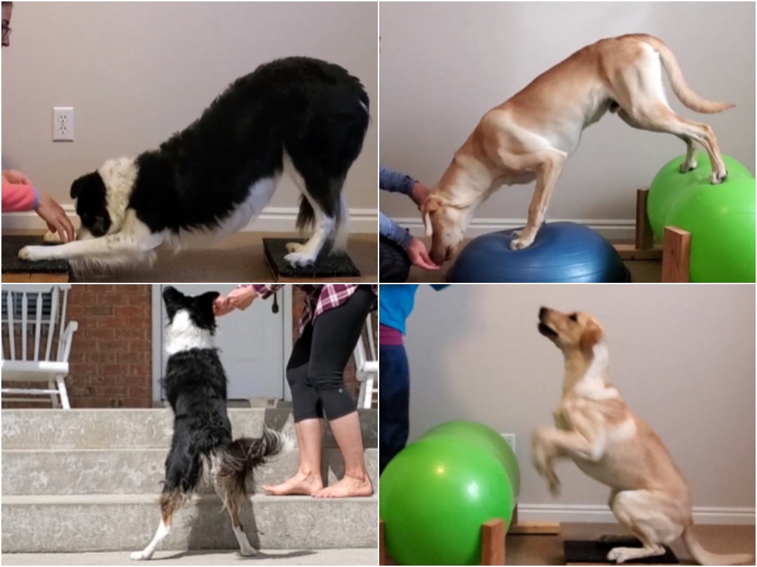 Canine Conditioning: Quick Canine Workout » Canine Conditioning Coach