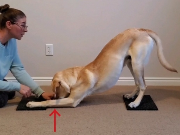 Labrador executing Bow