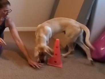 Labrador Puppy slowly executing a Cone Wrap in preparation for learning Cavaletti Poles