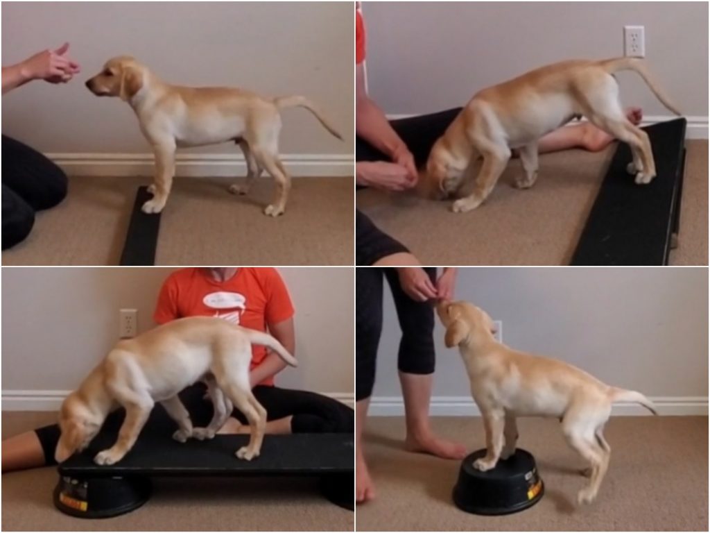 Canine Conditioning: Quick Canine Workout » Canine Conditioning Coach