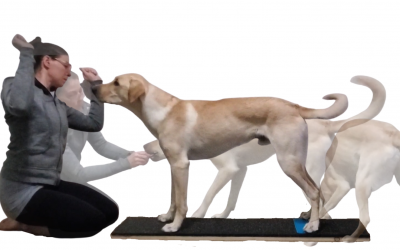 Training Loop in Canine Conditioning