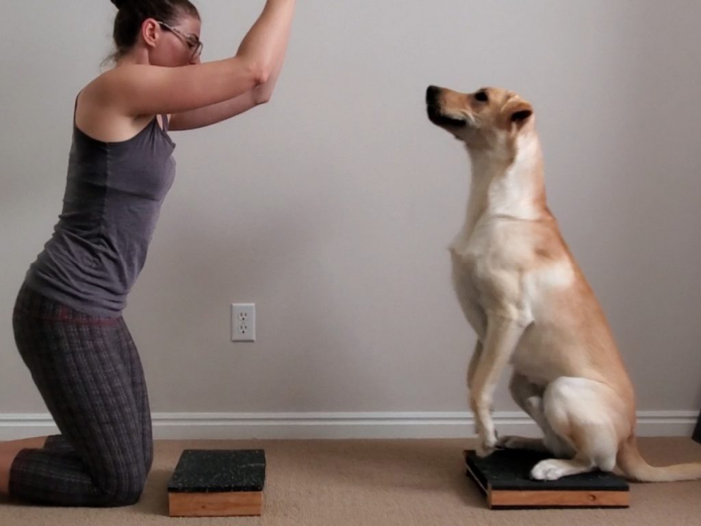 Labrador freeze framed while transitioning from a Fold Back Down to a Rock Back Sit