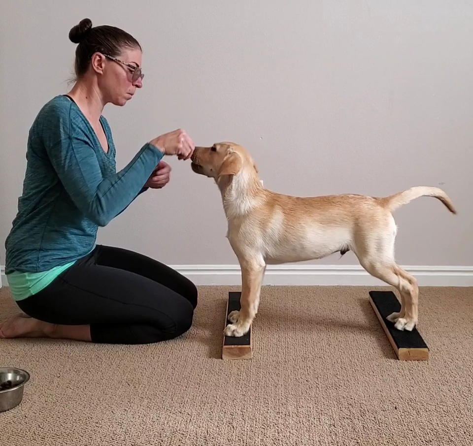 Canine Conditioning: Quick Canine Workout » Canine Conditioning Coach