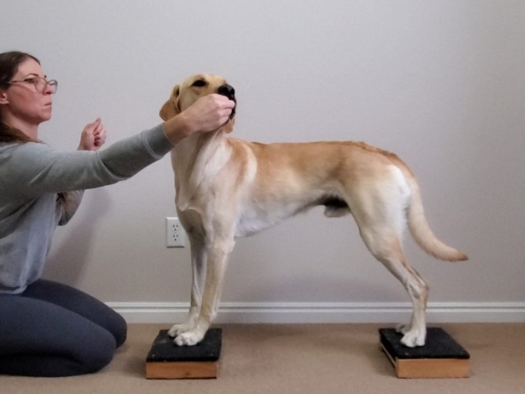 Labrador in a Square Stand, bending head and neck to the side 90°
