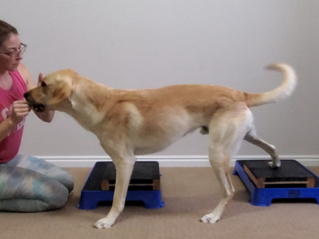 Labrador Side Stepping off 2 raised foot targets with both left feet (front and rear).