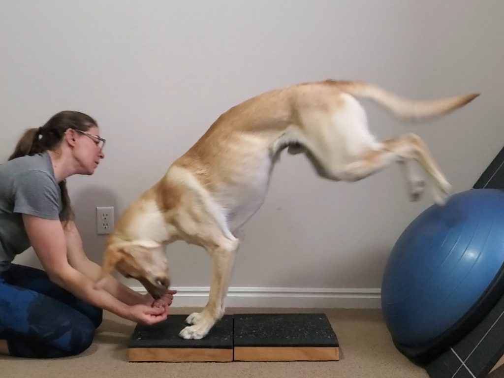Labrador captured mid-transition moving from a Tuck Sit to a Handstand position. Rear feet ultimately landing on a BOSU Ball