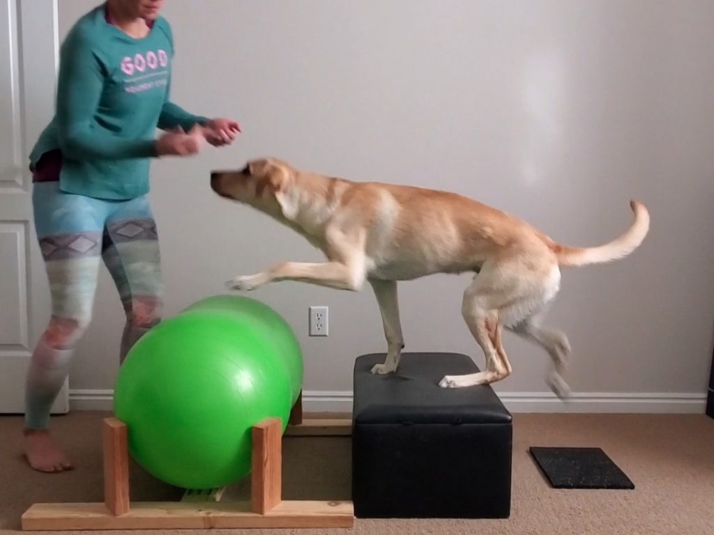 A Labrador stepping from the ground, onto a box, and then onto a peanut with contralateral limbs