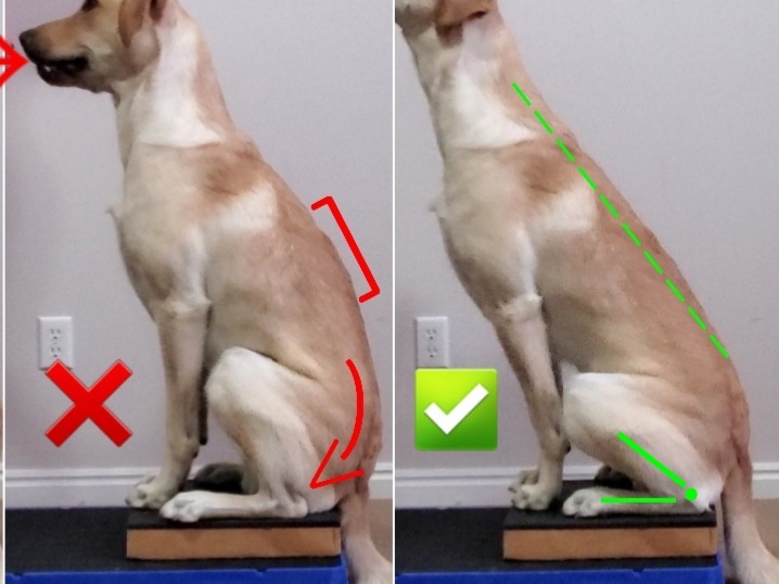 A compare and contrast photo showing a Labrador in a Sloppy Sit compared to sitting in correct posture with a neutral spine
