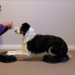 Border Collie demonstrating a Fold Back Down