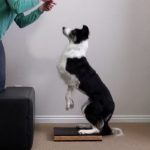 Labrador captured mid-transition moving from a Tuck Sit to a Handstand position. Rear feet ultimately landing on a BOSU Ball