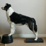 Border Collie post TPLO