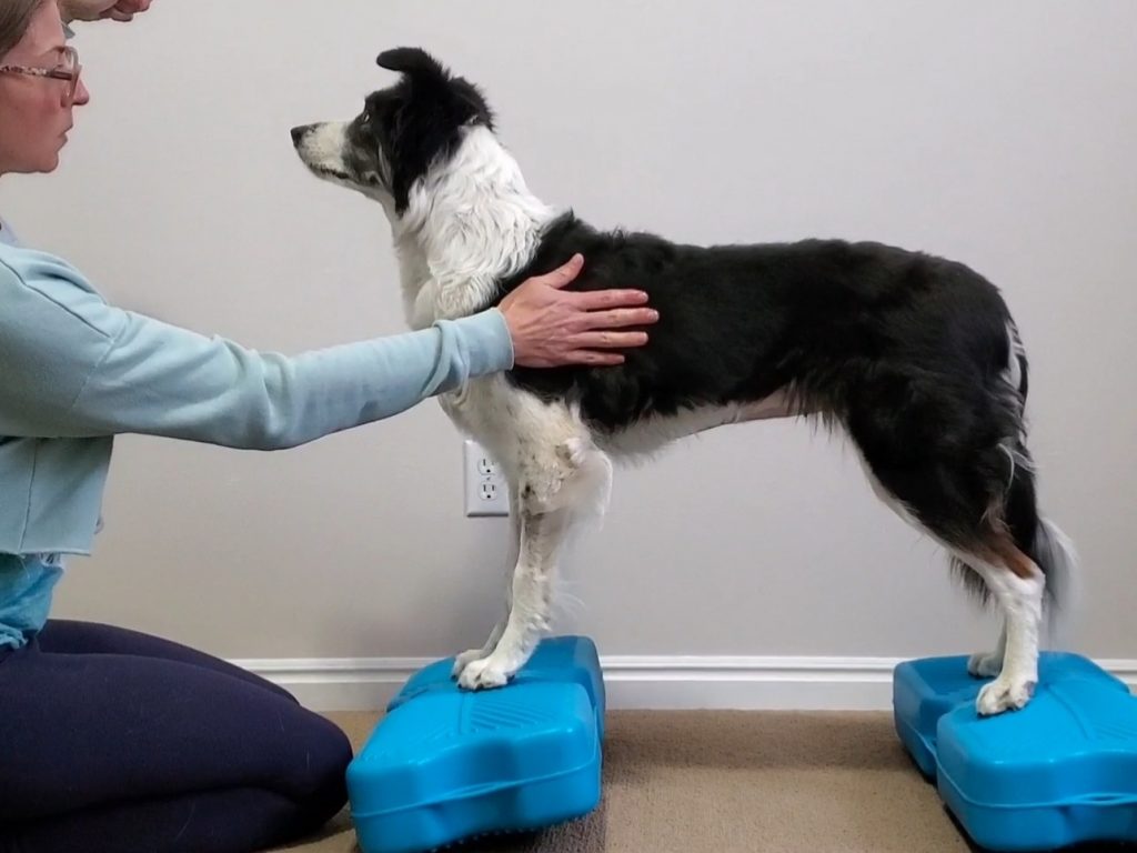 Border Collie on two Propel Air Platforms. Handler applying pressure to the lateral aspect of the shoulder
