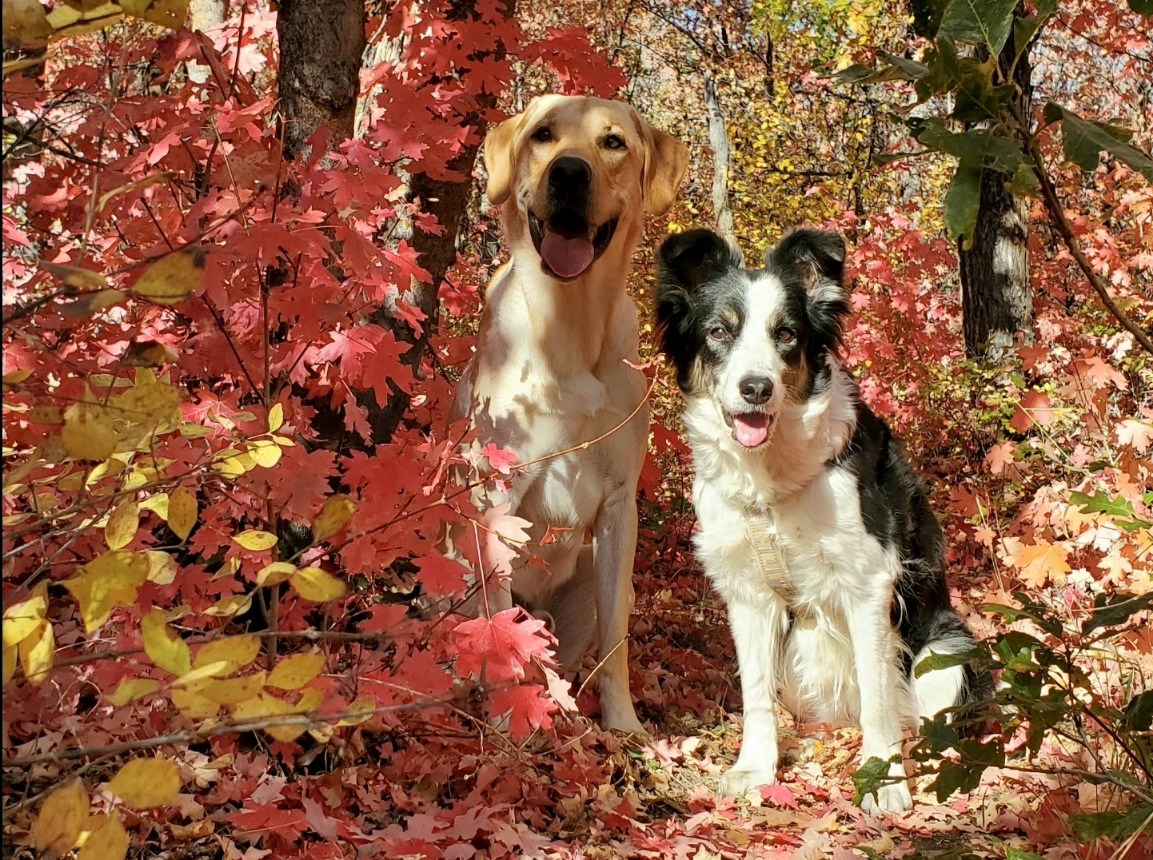 Border Collie and Lab in red fall leaves FAQ Page