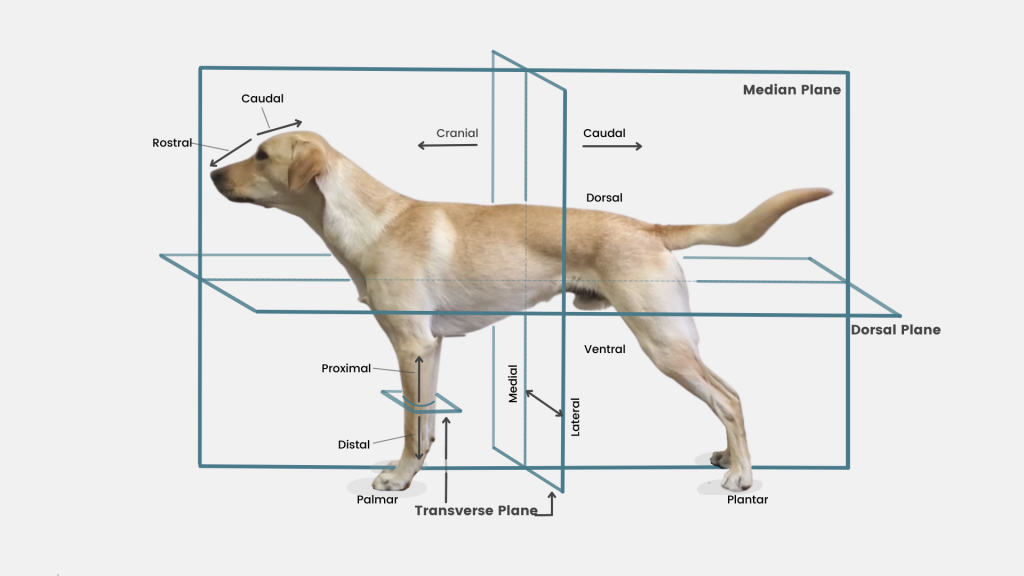 Canine Anatomical Planes
