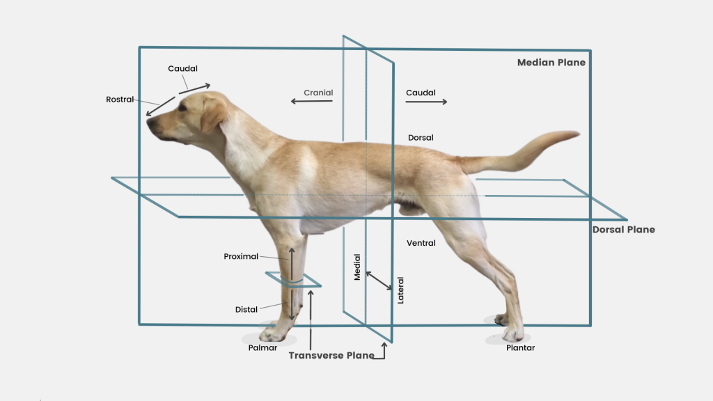 Frontal Plane Anatomy