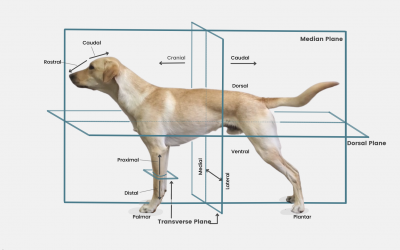 Canine Anatomy: Glossary of terms