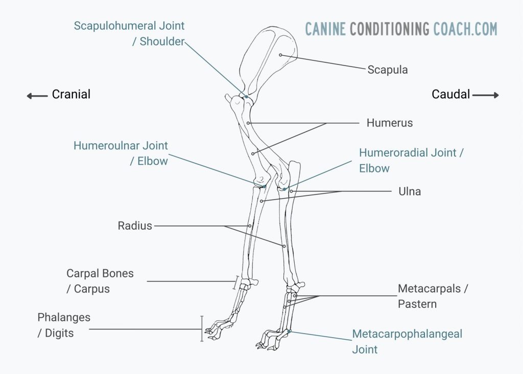 Graphic detailing canine forelimb anatomy