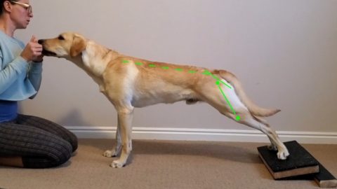 Canine Anatomy: Glossary of terms » Canine Conditioning Coach
