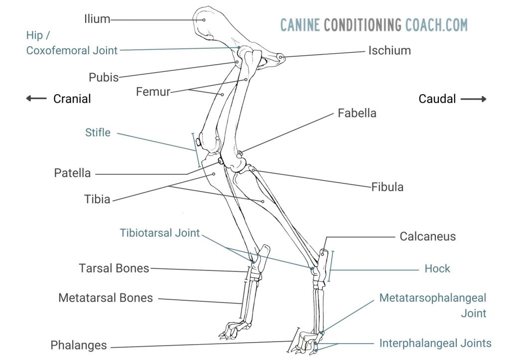 Graphic detailing the canine rear limb