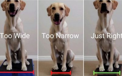 Platforms in Canine Fitness: Part 2 – Measuring