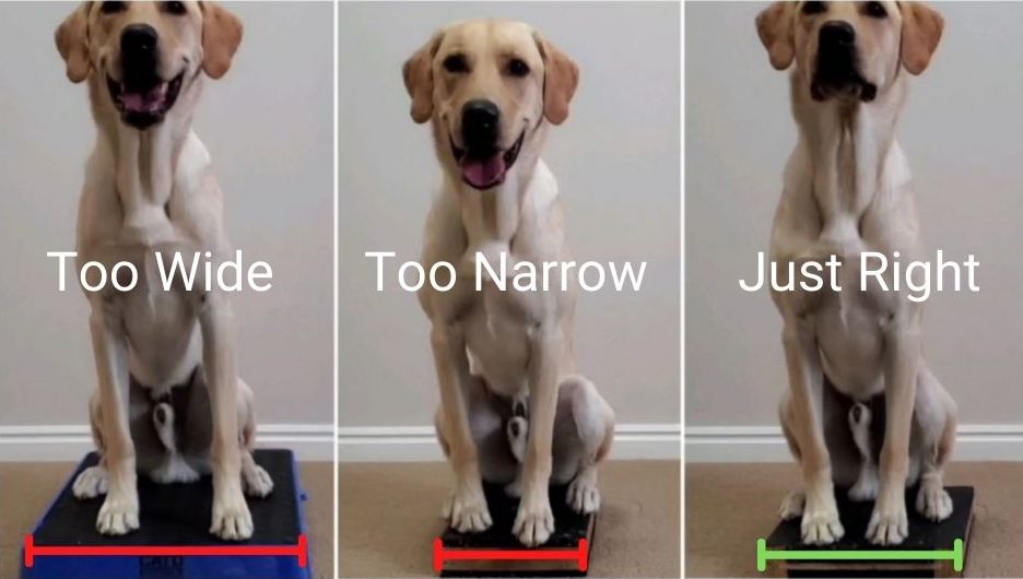 Photo showing 3 platforms used for canine fitness. One too narrow. One too wide. One just right.