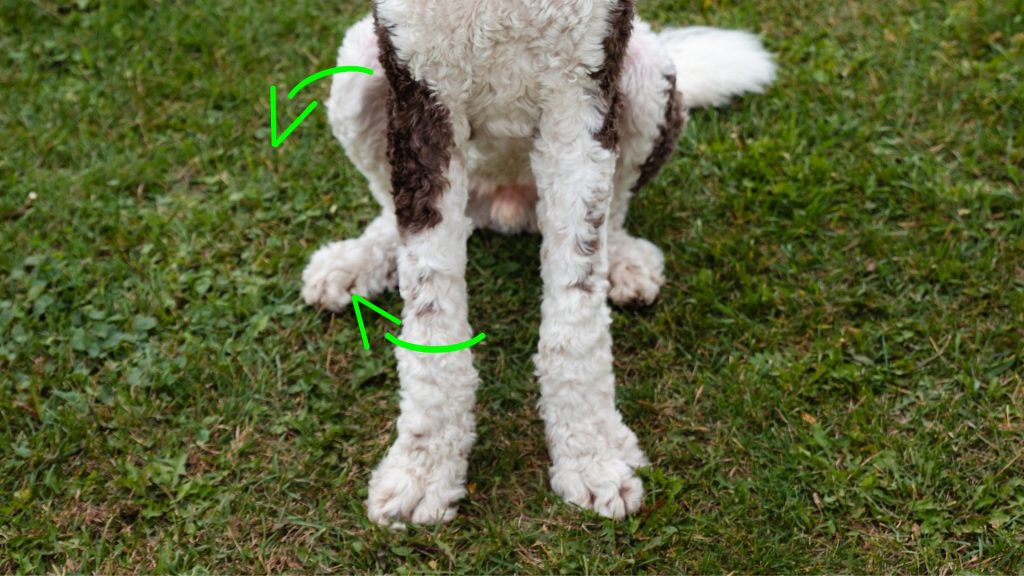 Dog sitting, displaying external hip and shoulder rotation