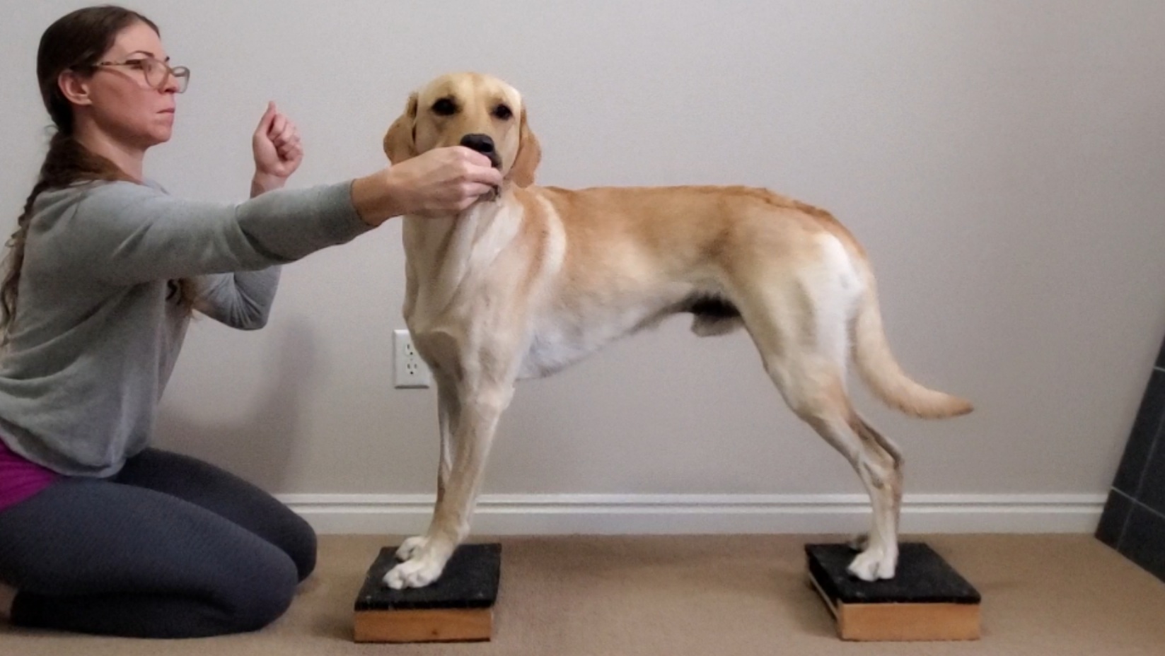 Labrador standing, displaying lateral spine flexion