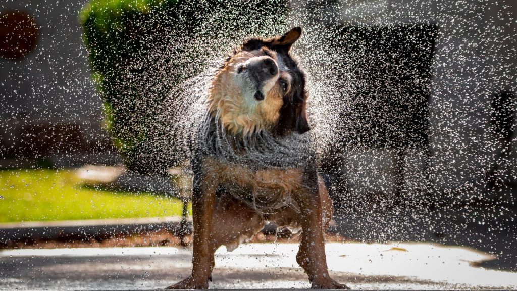 Dog shaking off water, displaying spine rotation