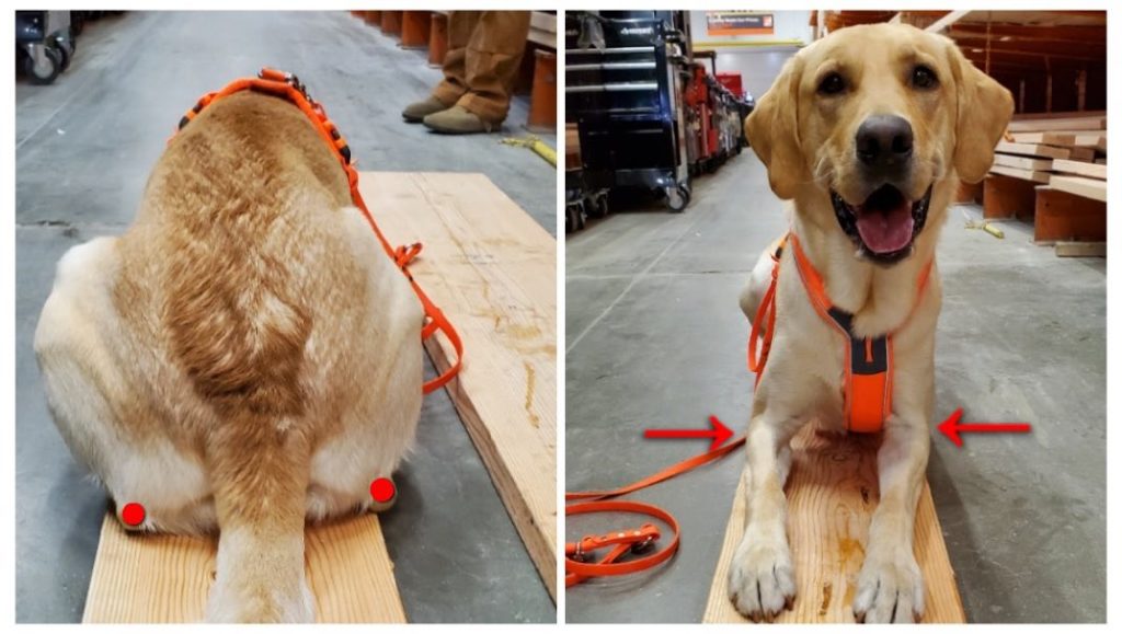 Labrador on a 2x10 Standing Platform