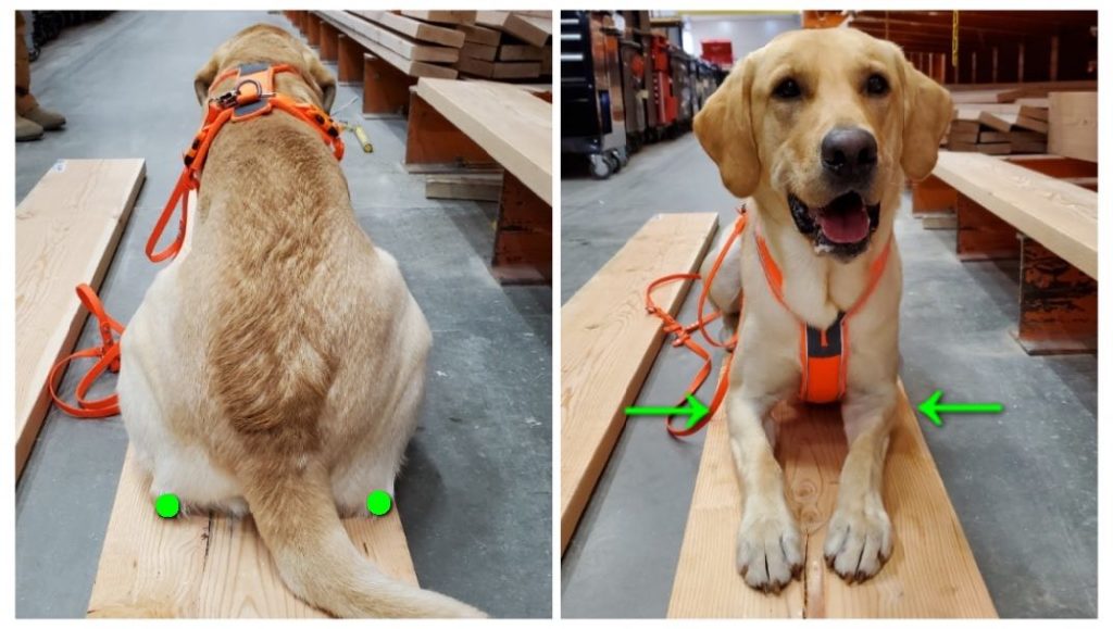 Labrador on a standing platform