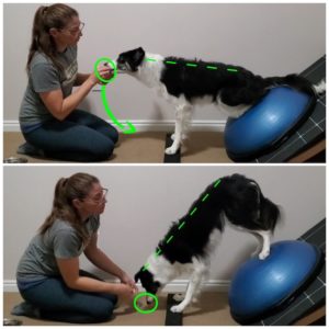 Graphic showing the handler motion needed for the Butt Up Stand