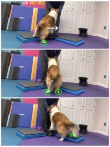 https://canineconditioningcoach.com/wp-content/uploads/2022/06/Pivot-step-up-225x300.jpg