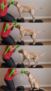 Graphic showing how handler motion influences a Rock Back Sit