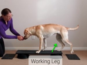 Graphic showing the working leg during the stepping back exercise