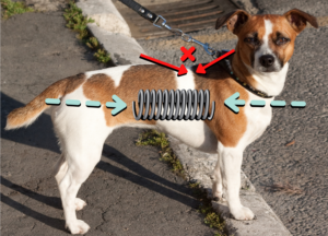 Image showing how a dog who is high in the rear fail to absorb forces of deceleration or impact, and tend to break at one vertebral level.