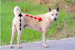 Dogs who are high in the rear shift even more weight into the shoulder.