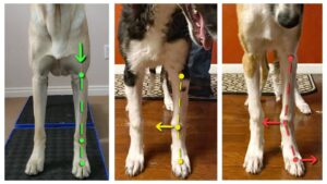 Dog with carpal valgus East West deviation