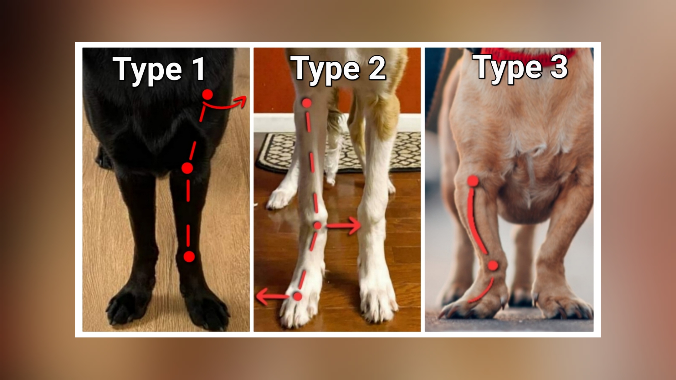 Image showing the 3 types of East West deviation in dogs.
