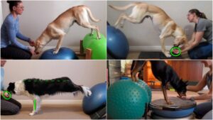Labrador, Australian Kelpie, and Border Collie using a BOSU Ball as a piece of canine fitness equipment.