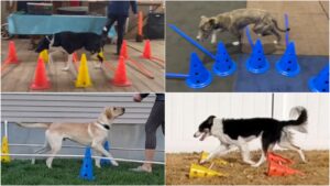 Several dogs using cavaletti poles as a canine fitness exercise.