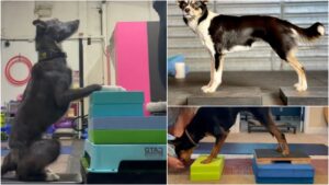 Border Collie, Australian Kelpie and Sport Mix using foam pads as canine fitness equipment.