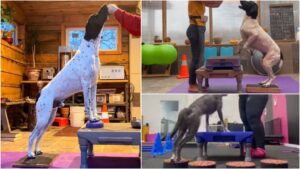 Black and white dog and a grey dog executing canine fitness exercises using the Klimb