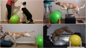 Labrador, Border Collie, and Irish Terrier using inflatable peanut balls as canine fitness equipment.